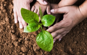 Hands of an adult and child tend to a new seedling