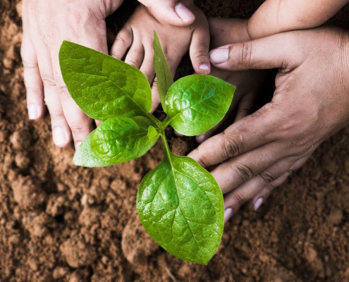 Hands of an adult and child tend to a new seedling