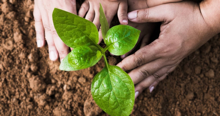 Hands of an adult and child tend to a new seedling