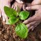 Hands of an adult and child tend to a new seedling